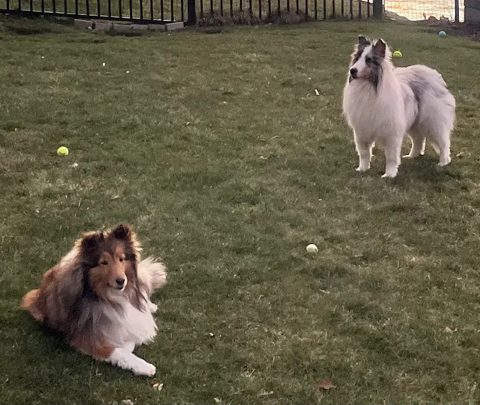 Berkshire Veterinary Hospital Picture 9