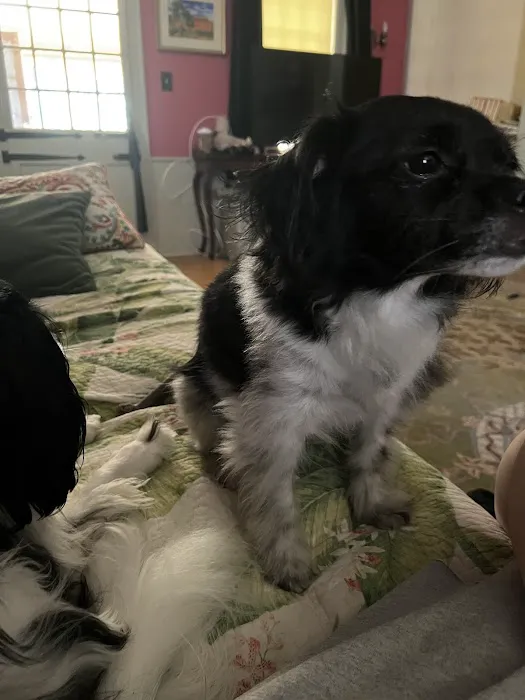 Berkshire Veterinary Hospital Picture 8