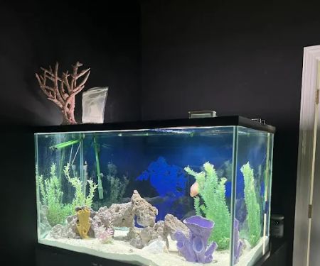 Aquatic Cove Aquarium Servicing