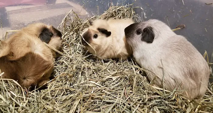 Rodent Country Pets Picture 4