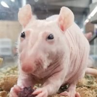 Rodent Country Pets ico