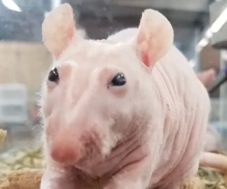 Rodent Country Pets