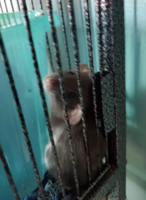 Rodent Country Pets Picture 5
