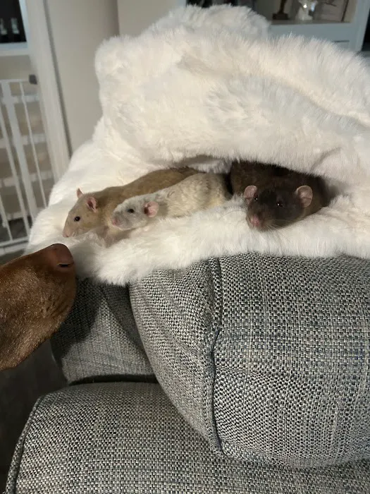 Rodent Country Pets Picture 3