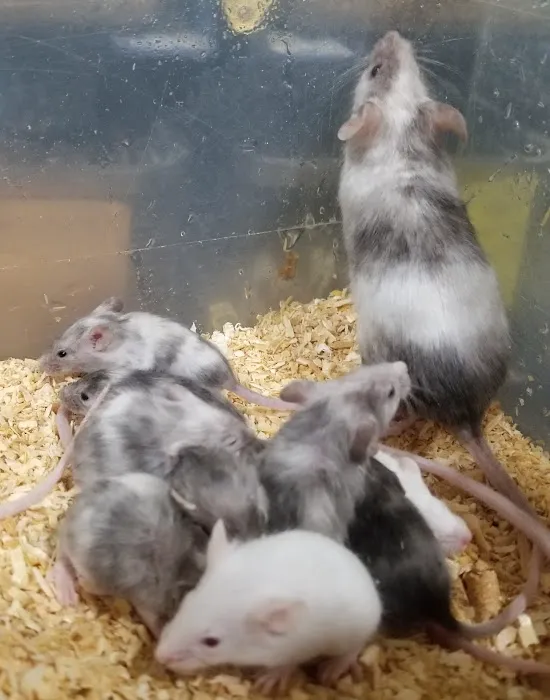 Rodent Country Pets Picture 7