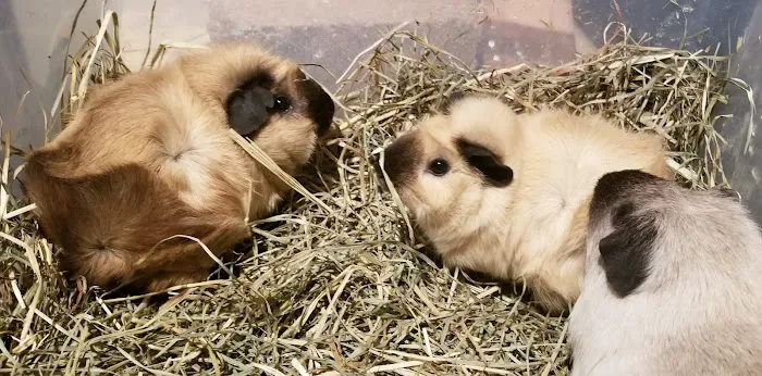 Rodent Country Pets Picture 9
