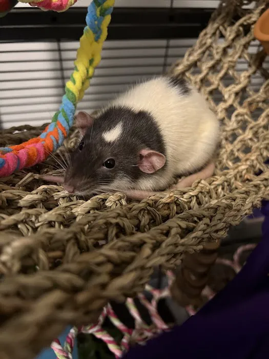 Rodent Country Pets Picture 10