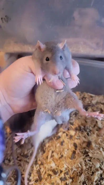 Rodent Fuel Picture 2