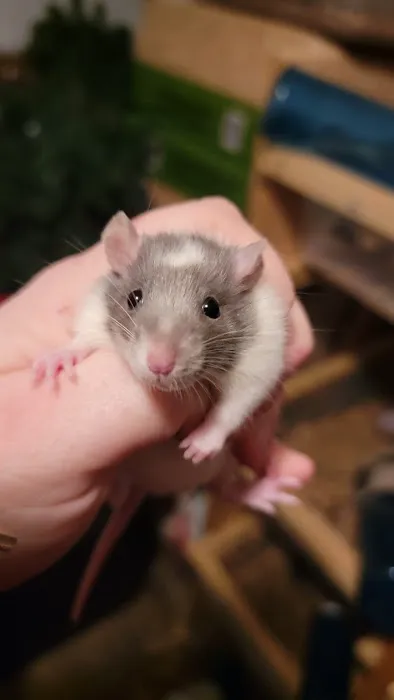 Rodent Fuel Picture 4