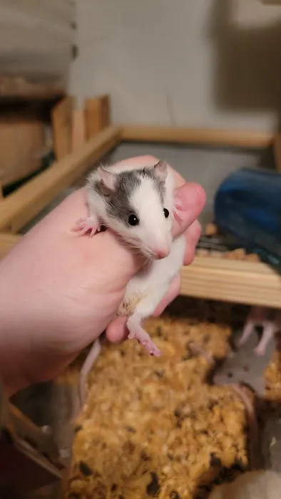 Rodent Fuel Picture 6