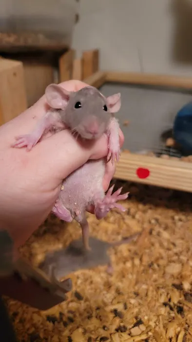 Rodent Fuel Picture 9