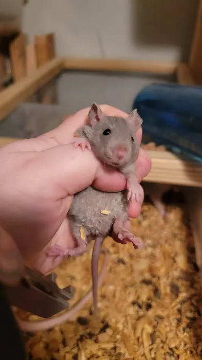 Rodent Fuel Picture 7