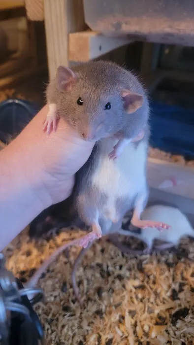 Rodent Fuel Picture 10
