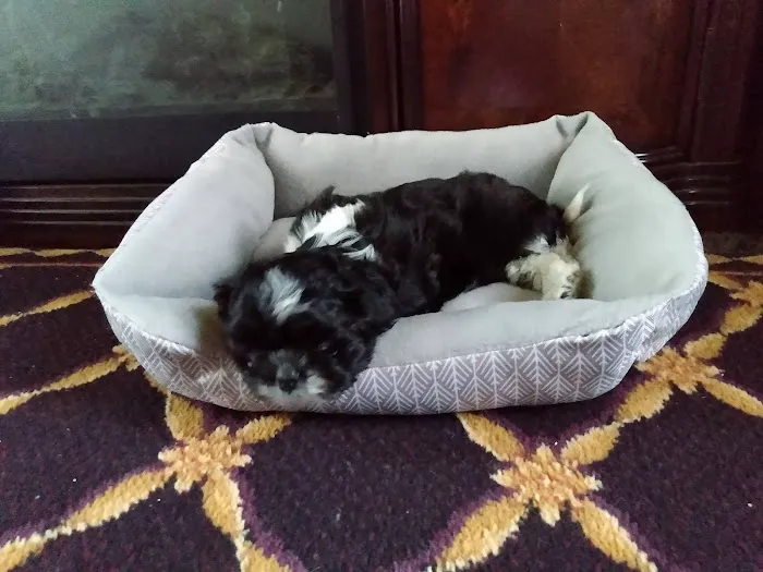 Pets Plus Picture 7