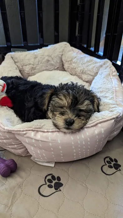 Pets Plus Picture 10