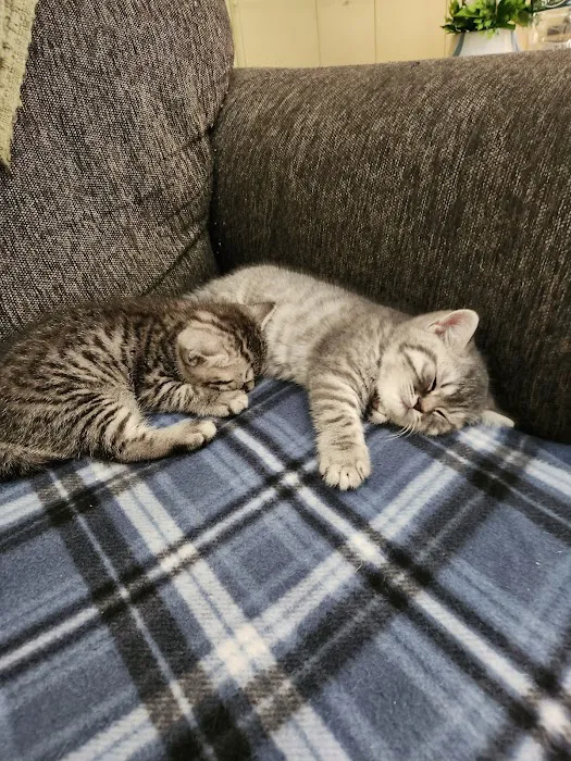 Chathams Small Animal Hospital Picture 6