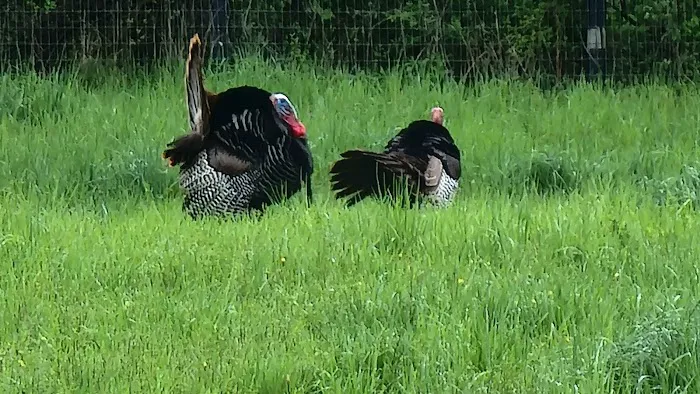 Chathams Small Animal Hospital Picture 1