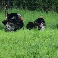 Chathams Small Animal Hospital ico