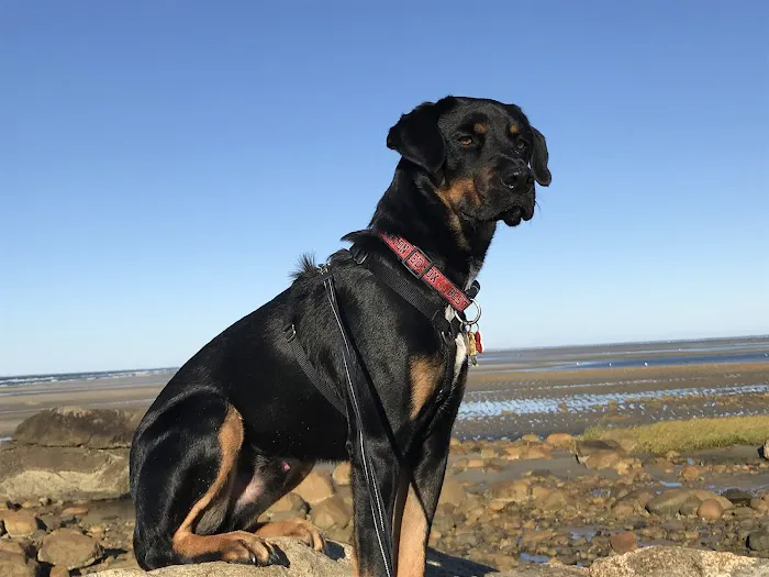 Chathams Small Animal Hospital Picture 5