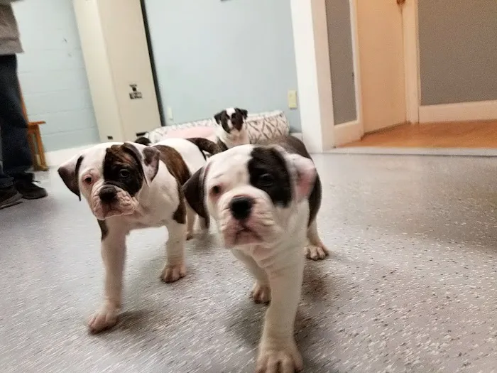 Chathams Small Animal Hospital Picture 4