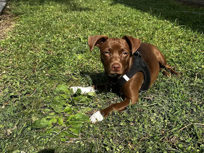 Chathams Small Animal Hospital Picture 2