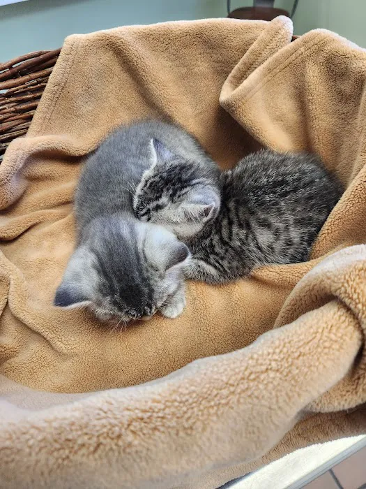 Chathams Small Animal Hospital Picture 7