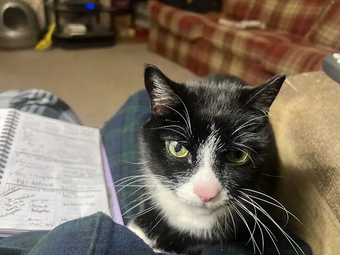 Chathams Small Animal Hospital Picture 9