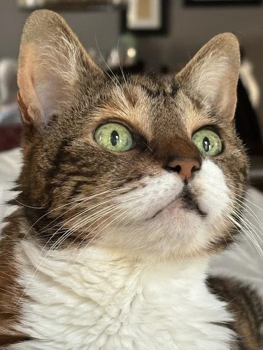 Chathams Small Animal Hospital Picture 10