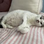 Kinderhook Animal Hospital