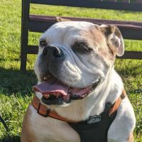 Nassau Veterinary Clinic ico