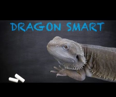 Dragon Smart