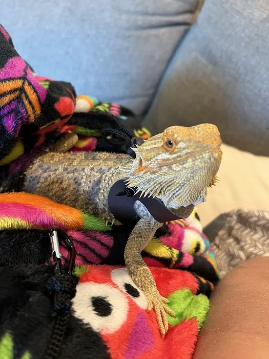 Dragon Smart Picture 2