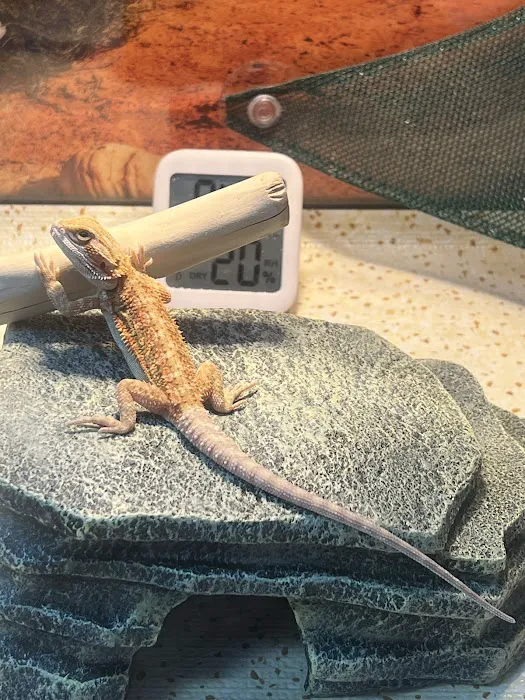 Dragon Smart Picture 6