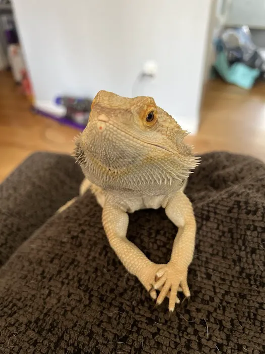 Dragon Smart Picture 4