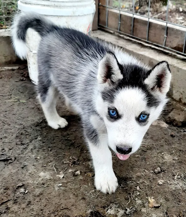 J&J Silver Husky Farm Picture 3