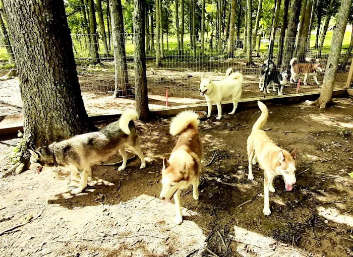 J&J Silver Husky Farm Picture 2
