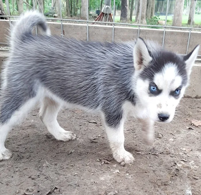 J&J Silver Husky Farm Picture 5