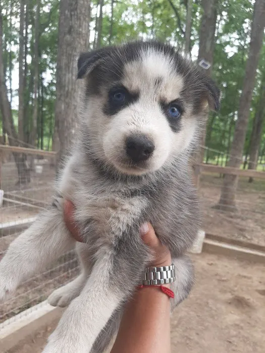J&J Silver Husky Farm Picture 6