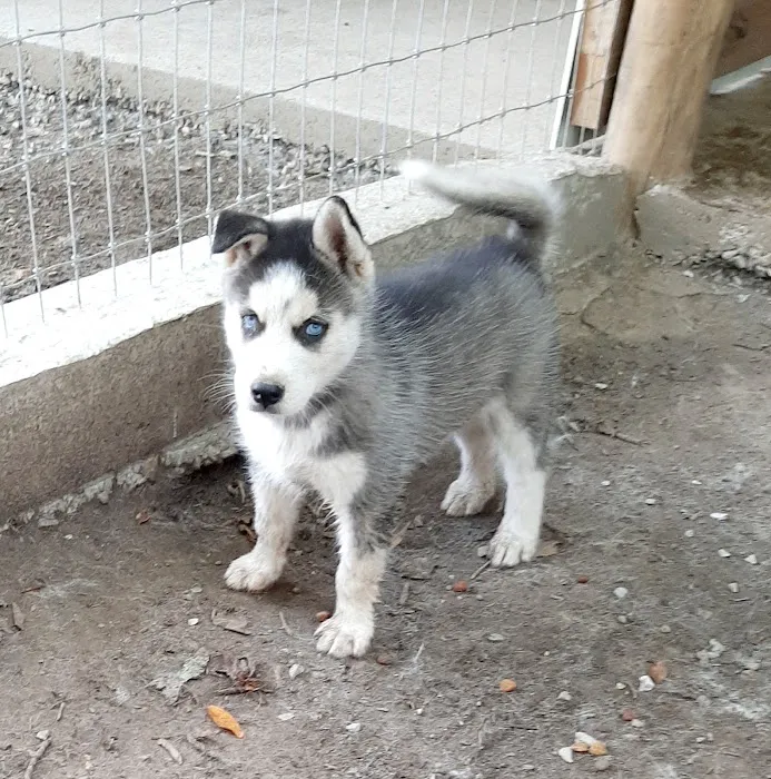 J&J Silver Husky Farm Picture 8
