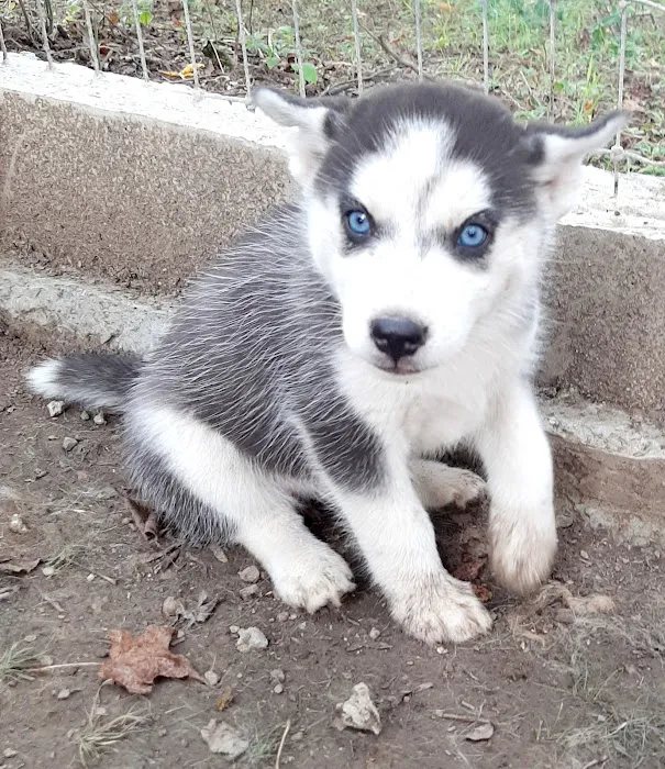 J&J Silver Husky Farm Picture 7