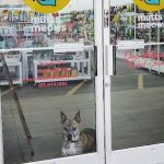Mutts + Meows Natural Pet Market