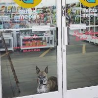 Mutts + Meows Natural Pet Market ico