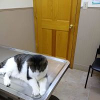Drumm Veterinary Hospital ico