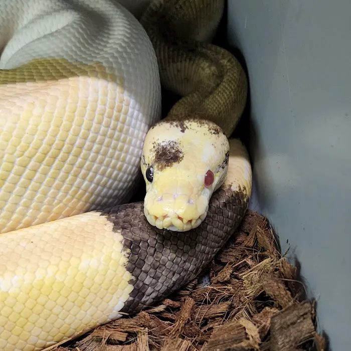 Reptile Collective Picture 3