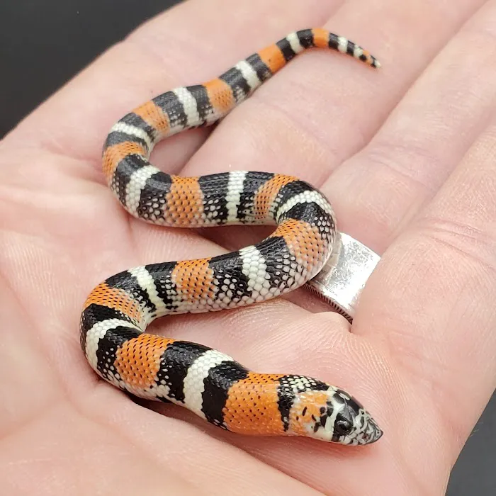 Reptile Collective Picture 1