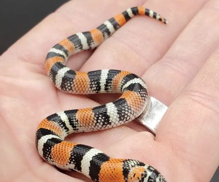 Reptile Collective