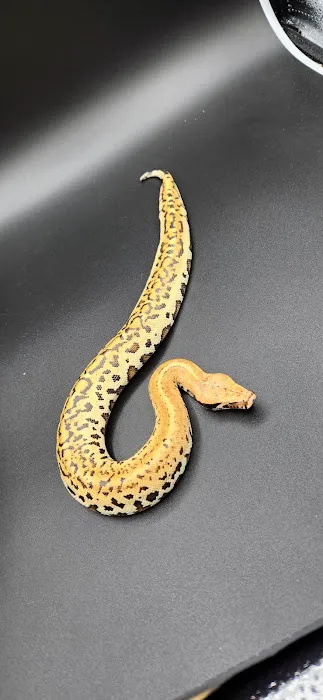 Reptile Collective Picture 4