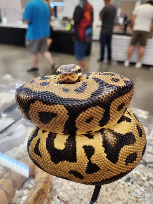 Reptile Collective Picture 7