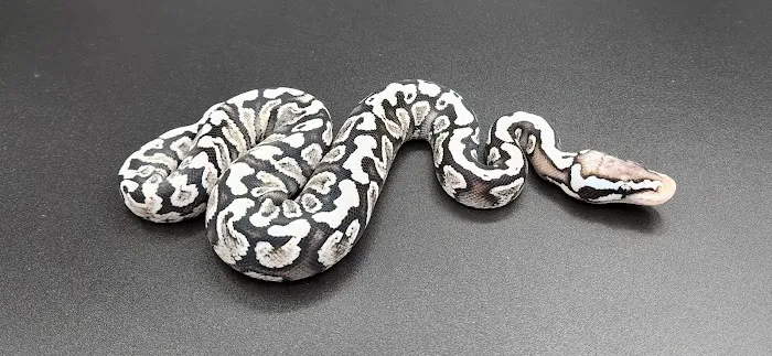 Reptile Collective Picture 8