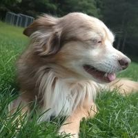 New Baltimore Animal Hospital ico